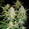 Super Critical Auto (GHS) Cannabis-Samen