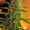 Jack Herer Auto (GHS) Cannabis-Samen