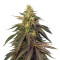 Cream Caramel CBD (Sweet Seeds) Cannabis-Samen