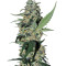 Green Poison F1 Fast Version (Sweet Seeds) Cannabis-Samen