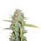 O.G. Kush (RQS) Cannabis-Samen