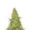 Power VIP (VIP seeds) Cannabis-Samen