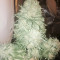Fruit Punch (Heavyweight Seeds) Cannabis-Samen