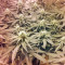 Lithium OG Kush (Nirvana Seeds) Cannabis-Samen