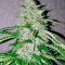Nefertiti (Pyramid Seeds) Cannabis-Samen