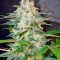 Afghan Kush Ryder Auto strain