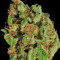 Afgooey (Strain Hunters) Cannabis-Samen