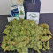 Auto Brooklyn Sunrise (Dutch Passion) Cannabis-Samen