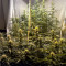 Lemon Kush (Female Seeds) Cannabis-Samen