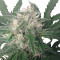 Royal Bluematic Auto (RQS) Cannabis-Samen