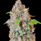 Chronic Thunder (Barney's Farm) Cannabis-Samen