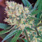 Green Poison F1 Fast Version (Sweet Seeds) Cannabis-Samen