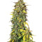 Black Jack Auto (Sweet Seeds) Cannabis-Samen