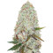 Auto Amnesia Haze (Victory Seeds) Cannabis-Samen