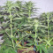 Pineapple Chunk feminisierte Samen (Barney’s Farm)