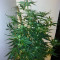 2 Fast & 2 Vast Auto (Heavyweight Seeds) Cannabis-Samen
