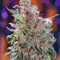 Californian Orange (Dutch Passion) Cannabis-Samen