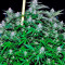 Critical + (Dinafem Seeds) Cannabis-Samen