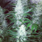 Pure AK (Female Seeds) Cannabis-Samen