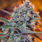 Green Poison F1 Fast Version (Sweet Seeds) Cannabis-Samen