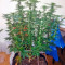 Kaia Kush (GHS) Cannabis-Samen