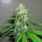 Kaia Kush (GHS) Cannabis-Samen