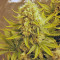 Killer Kush Auto (Sweet Seeds) Cannabis-Samen