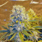 Killer Kush Auto (Sweet Seeds) Cannabis-Samen