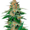Delicious Candy Regular (Delicious Seeds) Cannabis-Samen
