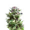 Forest Dream (Dutch Passion) Cannabis-Samen