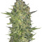 Serious Kush (Serious Seeds) Cannabis-Samen