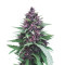 Shaman (Dutch Passion) Cannabis-Samen