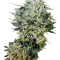 Sugar Gom Auto (Grass-O-Matic) Cannabis-Samen