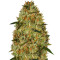 Cheese (Vision Seeds) Cannabis-Samen