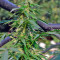 White Russian #1 Auto (Serious Seeds) Cannabis-Samen