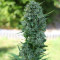 AK-49 Auto (Vision Seeds) Cannabis-Samen