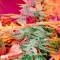 Afghan Kush X Skunk (World of Seeds) Cannabis-Samen