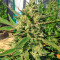 Black D.O.G. (Humboldt Seeds Organization) Cannabis-Samen