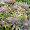 Blue Widow weed strain