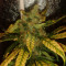 Choco Bud (Vision Seeds) Cannabis-Samen