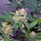 Euforia (Dutch Passion) Cannabis-Samen