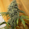 ICE (Female Seeds) Cannabis-Samen