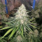 The Incredible Bulk feminisierte Samen (Dr. Krippling Seeds)