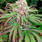 Kaya Gold (Nirvana Seeds) Cannabis-Samen