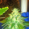 Russian Snow (Vision Seeds) Cannabis-Samen