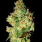VIP Dwarf Auto (VIP seeds) Cannabis-Samen
