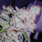 White Berry (VIP Seeds) Cannabis-Samen