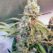 Green Poison (Sweet Seeds) Cannabis-Samen