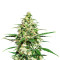 Amnesi-K Lemon strain