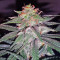 Tutankhamon (King Tut) feminisierte Samen (Pyramid Seeds)